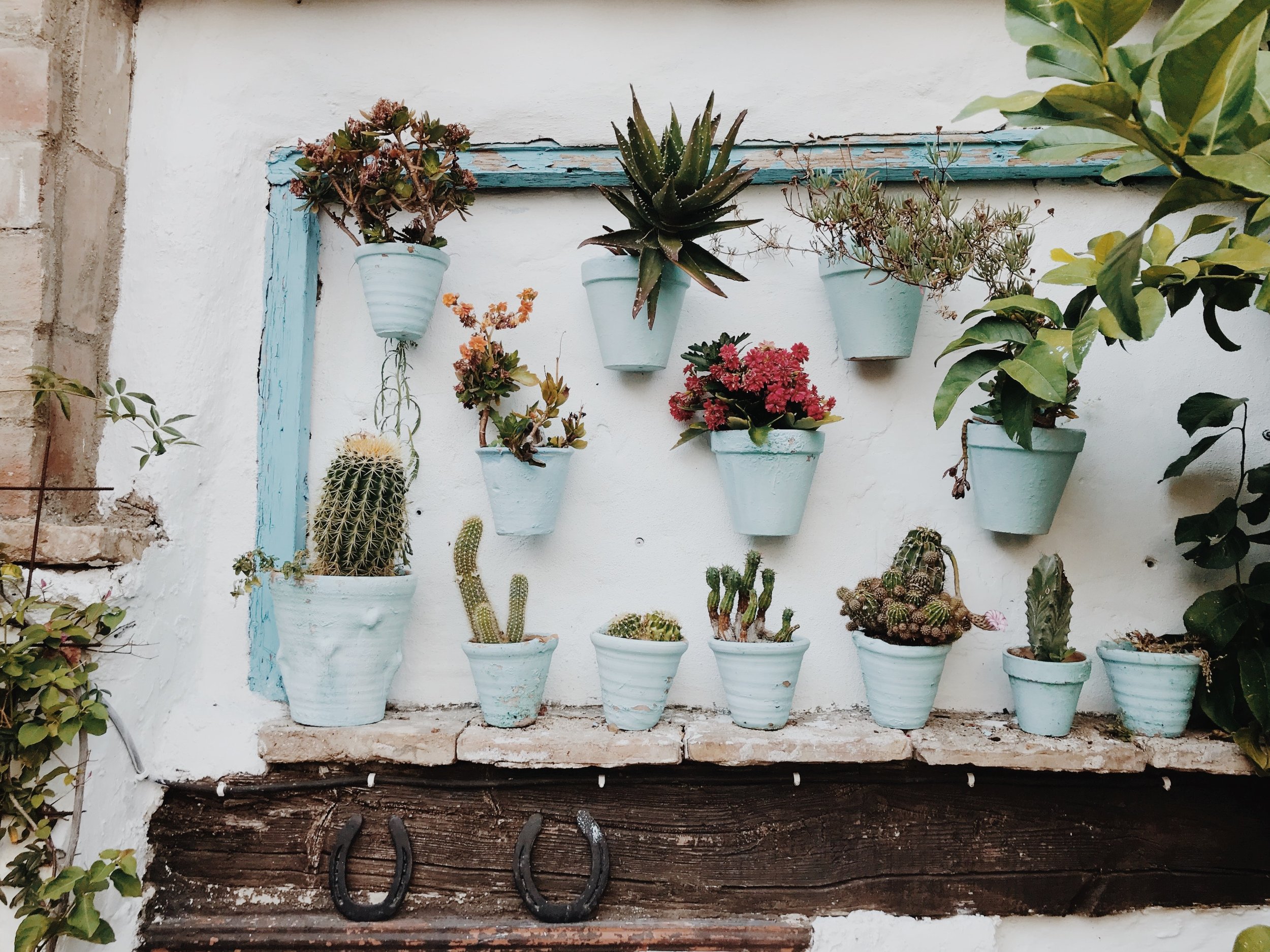 plants wall