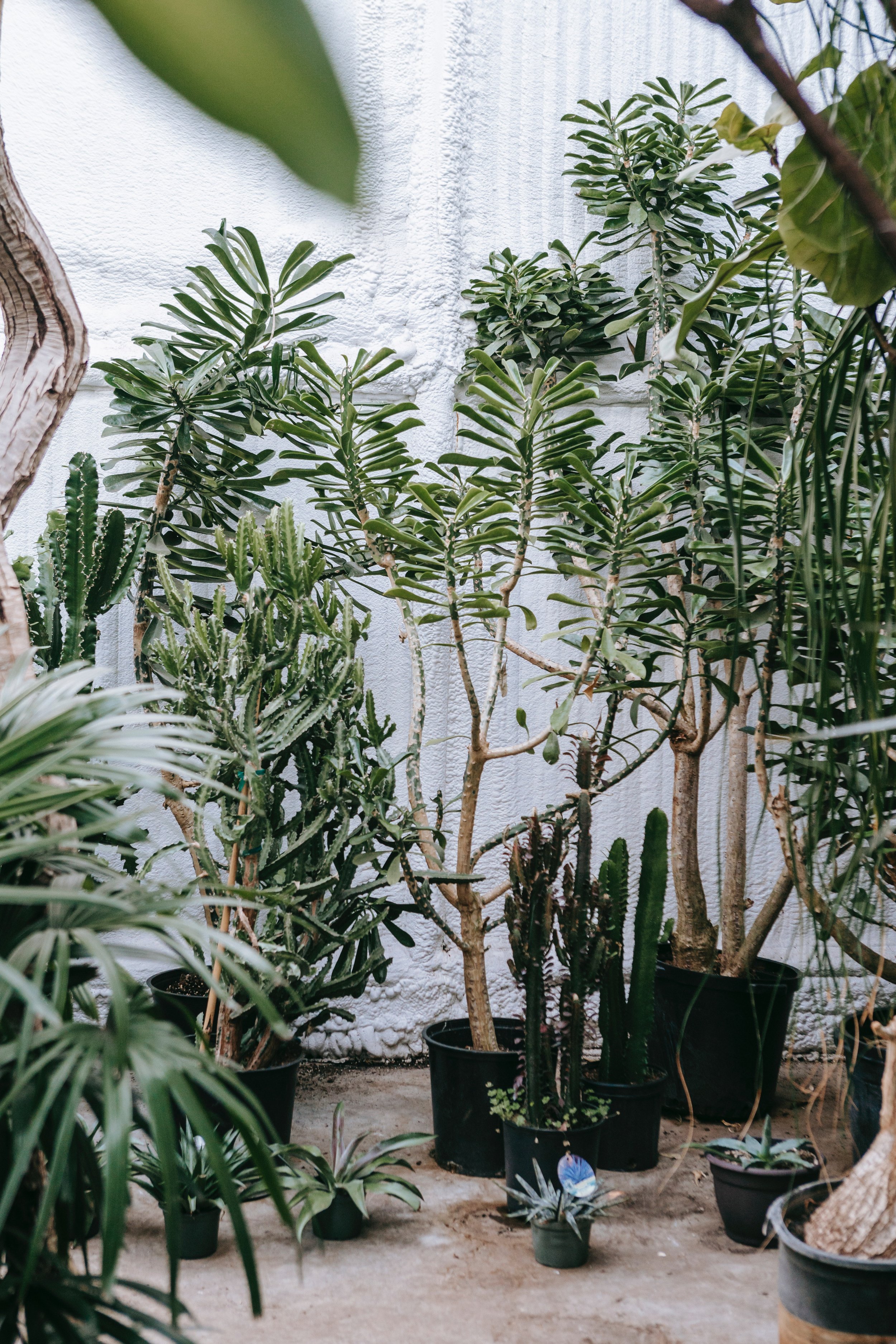 greenery
